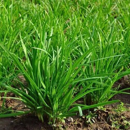 Leek seeds 500-1000pills Vegetable Seeds