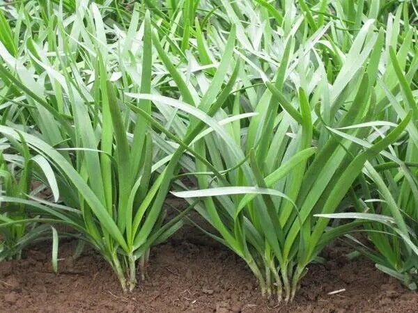Leek seeds 500-1000pills Vegetable Seeds