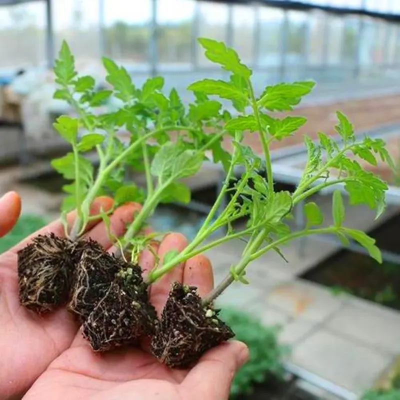 Tomato -Cherry Ruby Vegetable Seeds