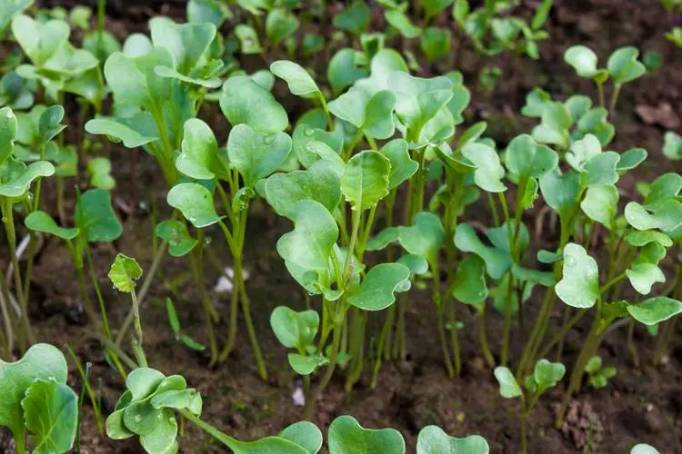 Turnip -Snow-white Vegetable Seeds over 1000pills.