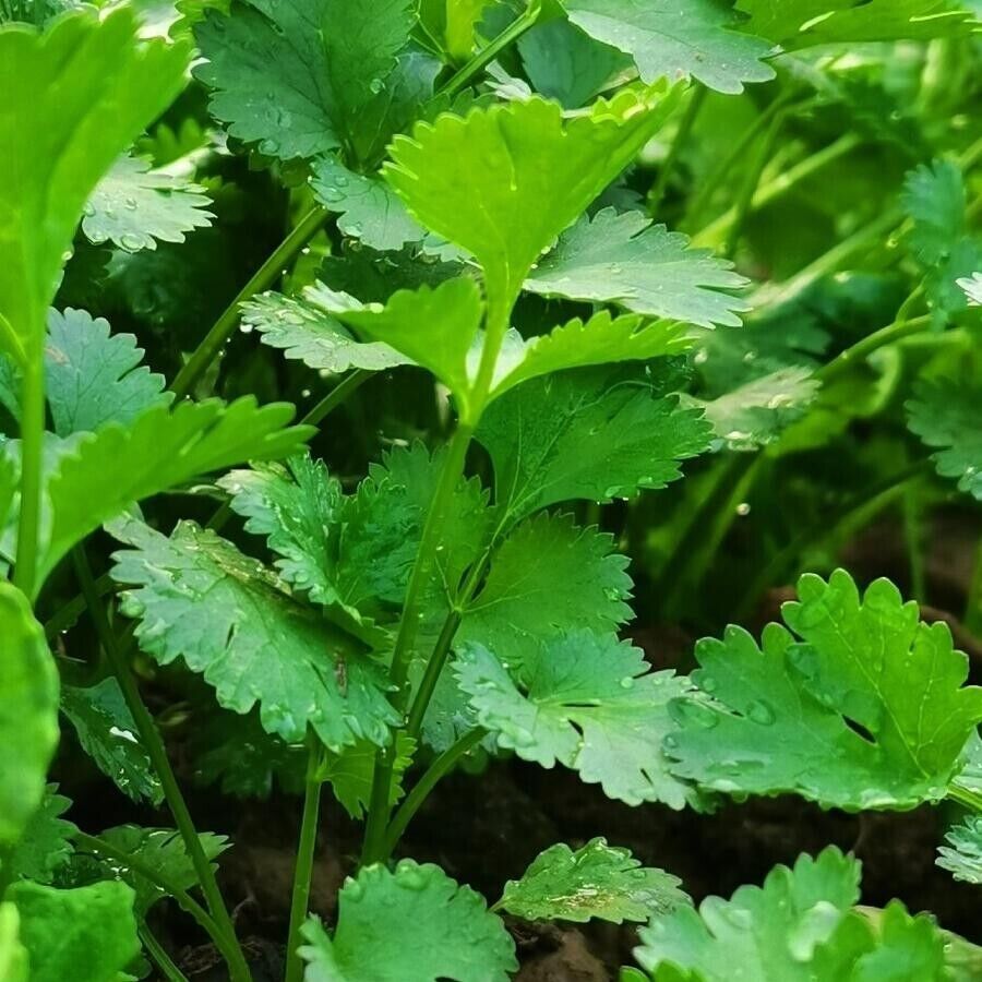 Cilantro -Atlas Aroma Vegetable Seeds