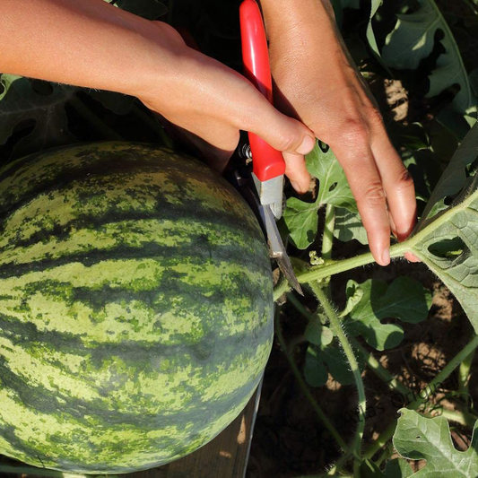 How to Grow Watermelon at Home (Complete Beginner-Friendly Guide)