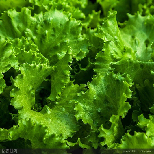 How to Grow Lettuce