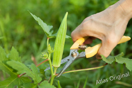 How to Grow Okra Successfully--A Complete, Practical, and Scientific Guide for Home Gardeners and Small Farms