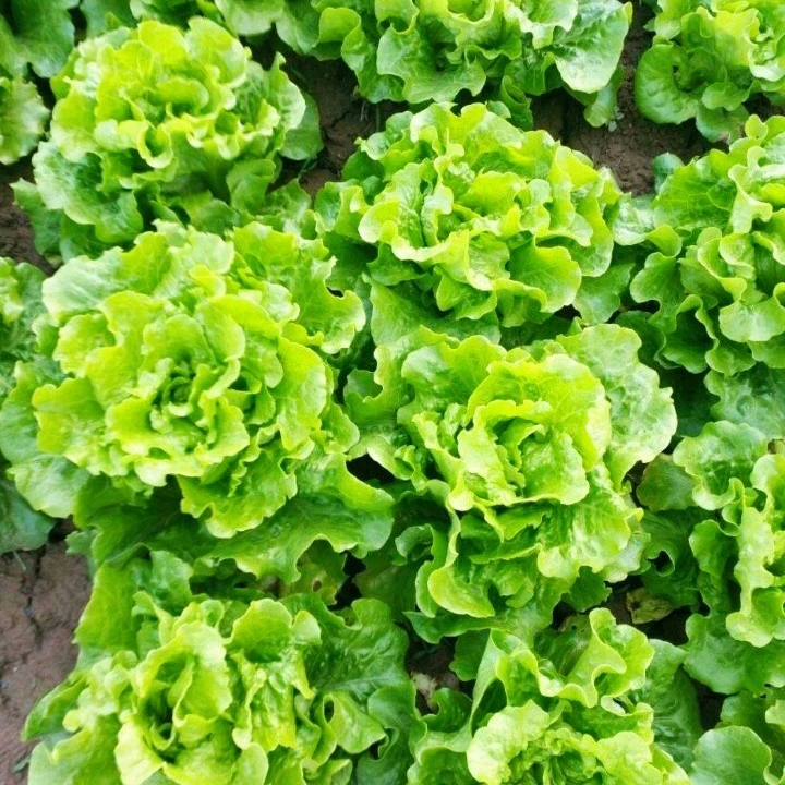 Lettuce Seeds