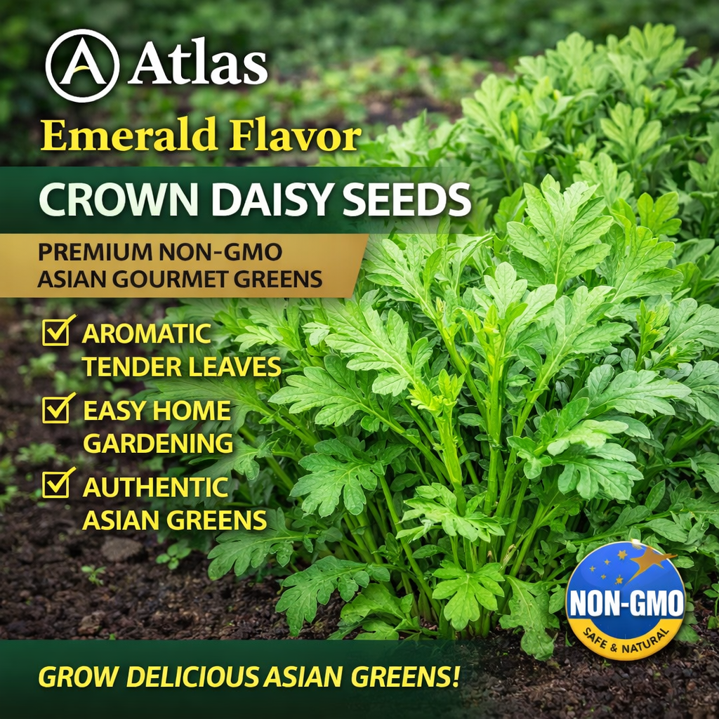 Atlas Emerald Flavor Crown Daisy Seeds  Premium Non-GMO Asian Gourmet Greens