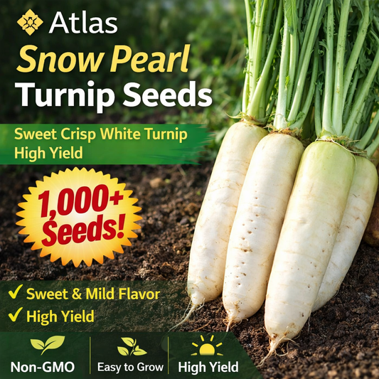 1000+ Snow Pearl Turnip Seeds Sweet White Non-GMO Easy Grow High Yield