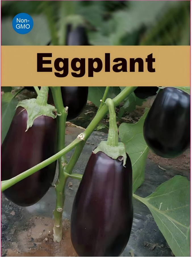 Atlas Midnight Silk Asian Eggplant Seeds – Premium Non-GMO Tender Garden Variety