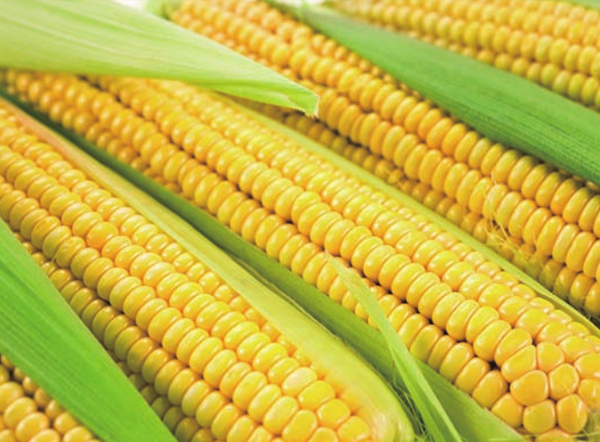 128 Sweet Corn Seeds