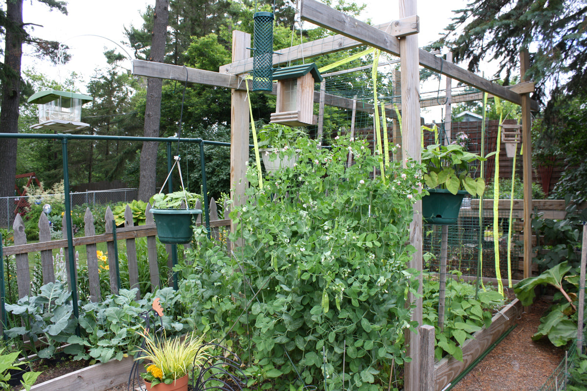 Atlas Super Tender Green Bean Seeds – High Yield Non-GMO Bush Beans