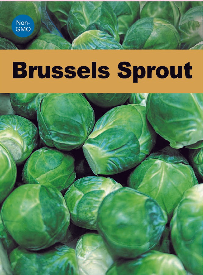 Atlas Emerald Crown Brussels Sprout Seeds  Premium Non-GMO Garden Superfood