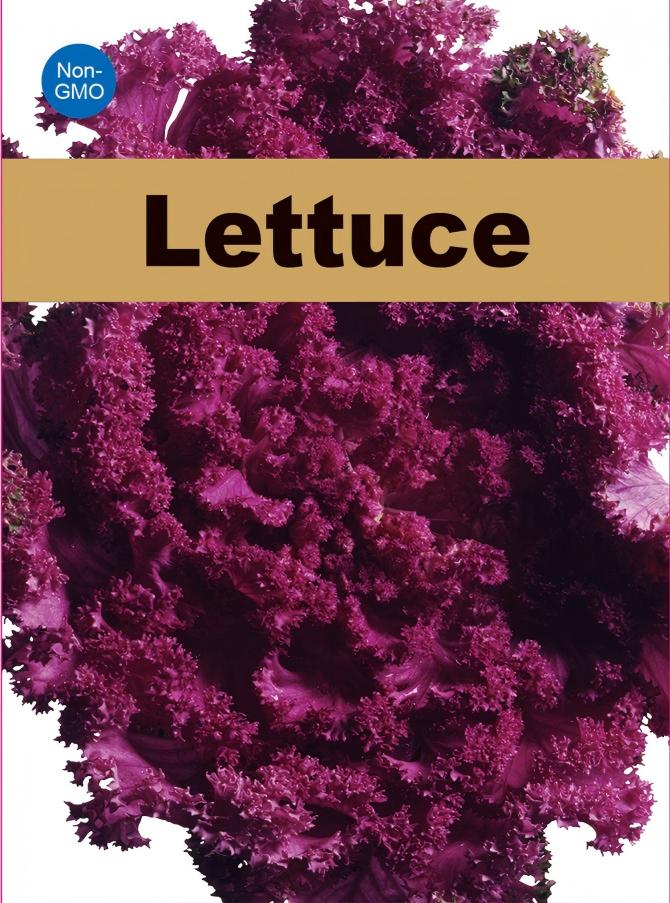 ATLAS RubyCrunch Lettuce Seeds – Non-GMO Purple Crisp Salad Lettuce
