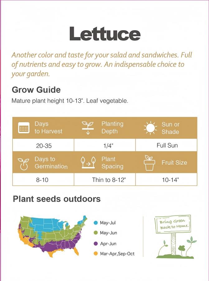 ATLAS RubyCrunch Lettuce Seeds – Non-GMO Purple Crisp Salad Lettuce