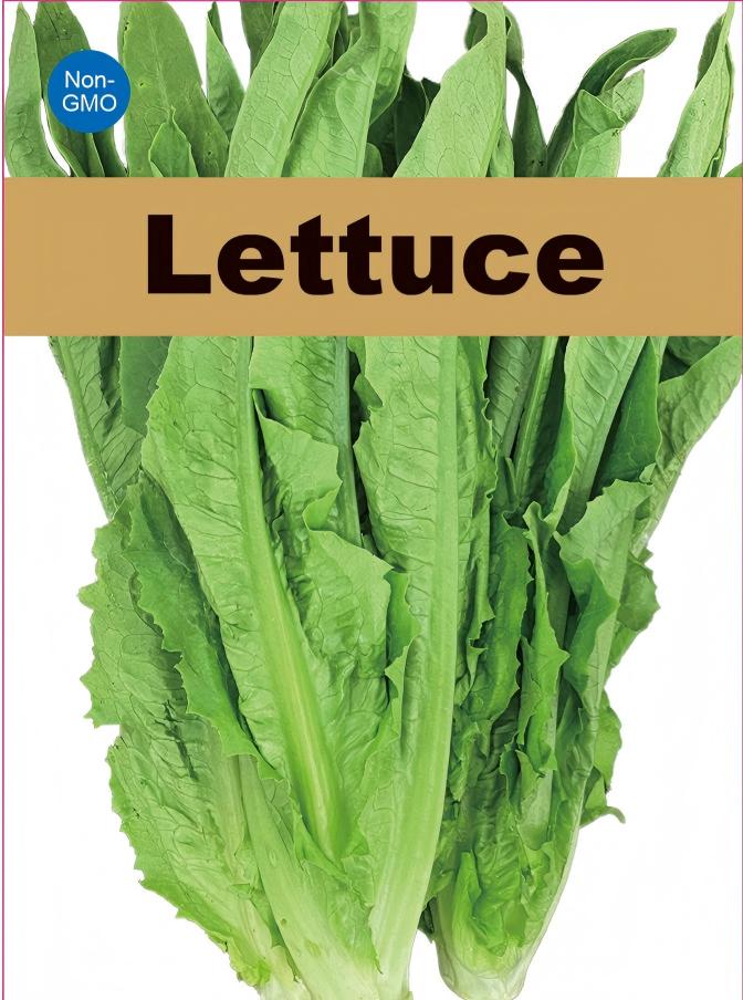 ATLAS CrispGarden Lettuce Seeds – Non-GMO Fresh Garden Salad Greens