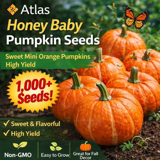1000+ Honey Baby Pumpkin Seeds Mini Orange Sweet Non-GMO Easy Grow