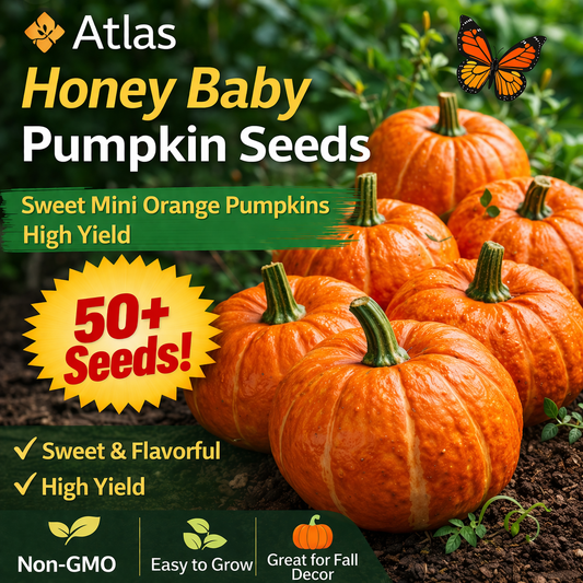 50+ Honey Baby Pumpkin Seeds Mini Orange Sweet Non-GMO Easy Grow