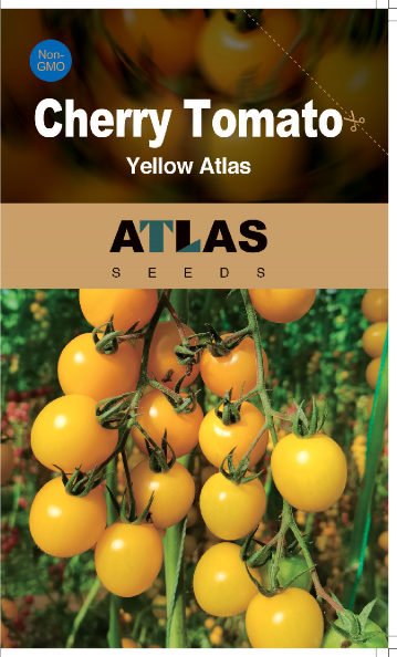 Atlas Golden Sweet Yellow Cherry Tomato Seeds – Non-GMO Garden Snack Tomato