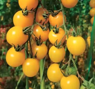 Atlas Golden Sweet Yellow Cherry Tomato Seeds – Non-GMO Garden Snack Tomato