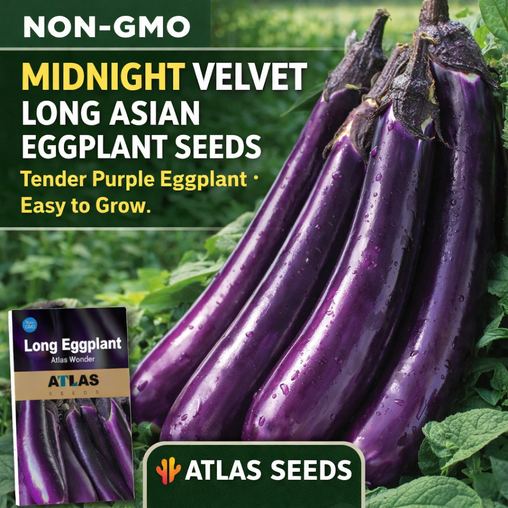 Atlas Midnight Velvet Long Asian Eggplant Seeds Non-GMO Garden Favorite – Tender Purple Eggplant – Easy to Grow