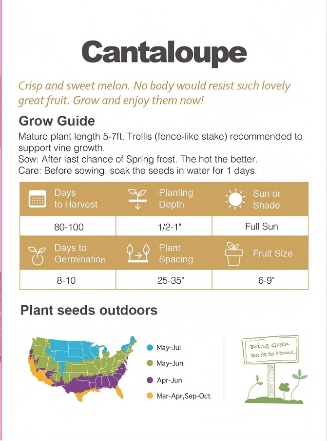 ATLAS SummerSweet Cantaloupe Seeds – Non-GMO Sweet Garden Melon