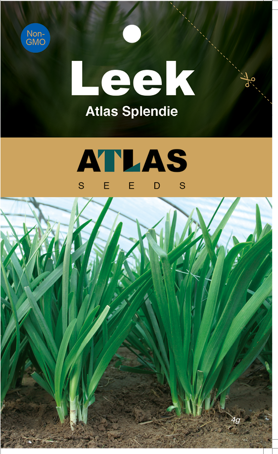 Garlic Chives Seeds 1000+ Non-GMO Fast Growing Easy Garden