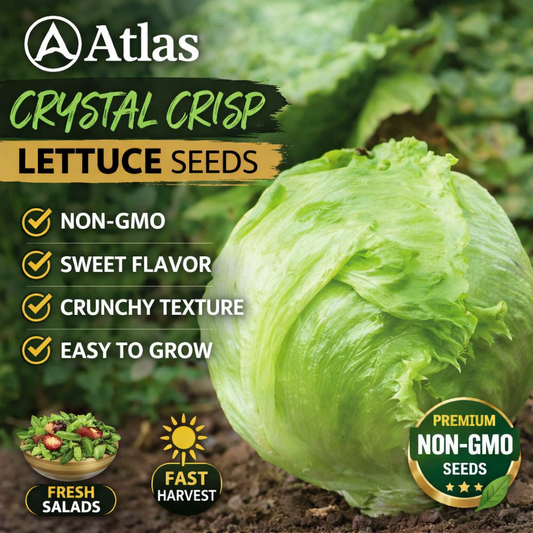 Atlas Crystal Crisp Lettuce Seeds – Premium Non-GMO Sweet Crunch Garden Salad Variety