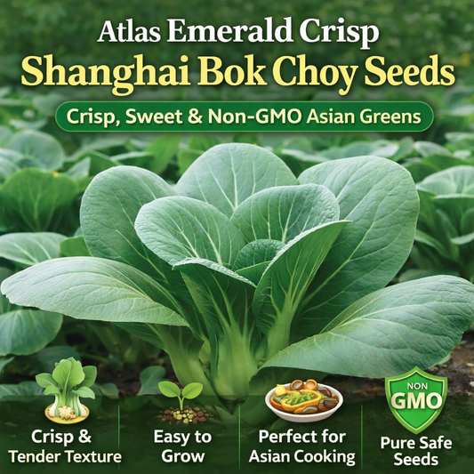 Sweet Emerald Baby Bok Choy – Fast Growing Non-GMO Seeds 2000+