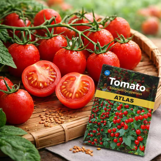 Cherry Tomato Seeds Ruby Red Heirloom Non-GMO Sweet Garden Vegetable 300+ Seeds