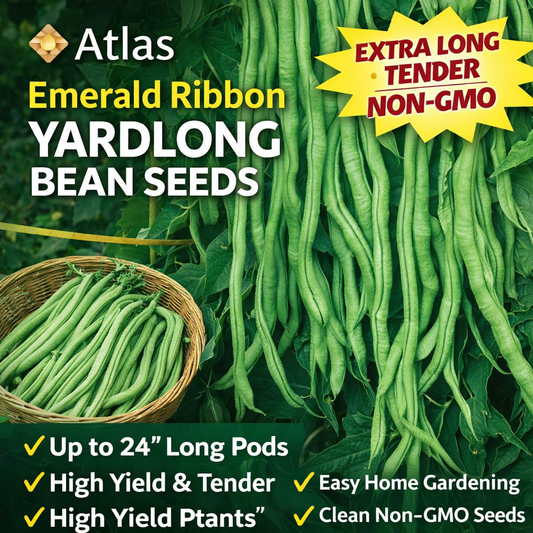 Atlas Emerald Ribbon Yardlong Bean Seeds – Extra Long Tender Asian Long Beans, High Yield Non-GMO Vegetable Seeds for Home Garden