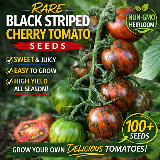 Rare Black Striped Cherry Tomato Seeds – Sweet Heirloom Non-GMO Garden Variety (100+ Seeds)
