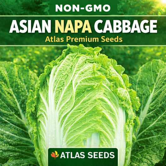 Chinese Cabbage Seeds 2000+ Non-GMO Crisp Sweet Easy Grow