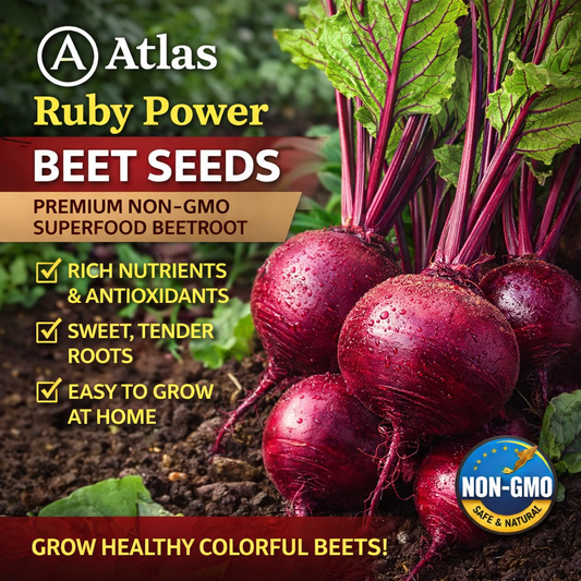 Atlas Ruby Power Beet Seeds  Premium Non-GMO Superfood Garden Beets