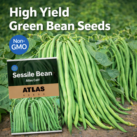 Atlas Super Tender Green Bean Seeds – High Yield Non-GMO Bush Beans