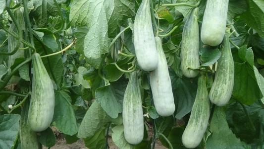 Baiyu No.23 Sweet Melon Seeds