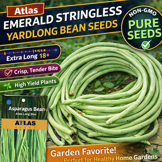 Stringless Yardlong Bean Seeds – Tender Non-GMO Vegetable Garden Variety