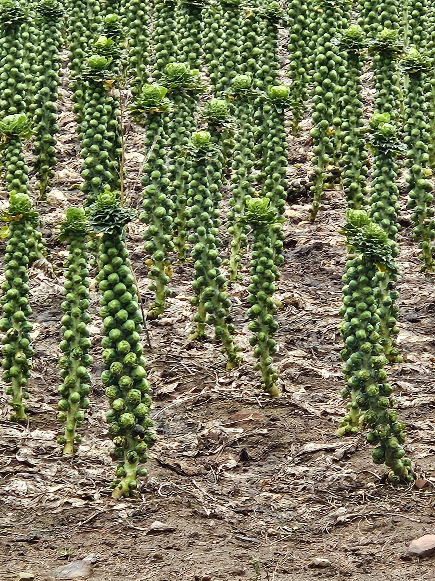 Atlas Emerald Crown Brussels Sprout Seeds  Premium Non-GMO Garden Superfood