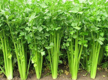Celery Seeds