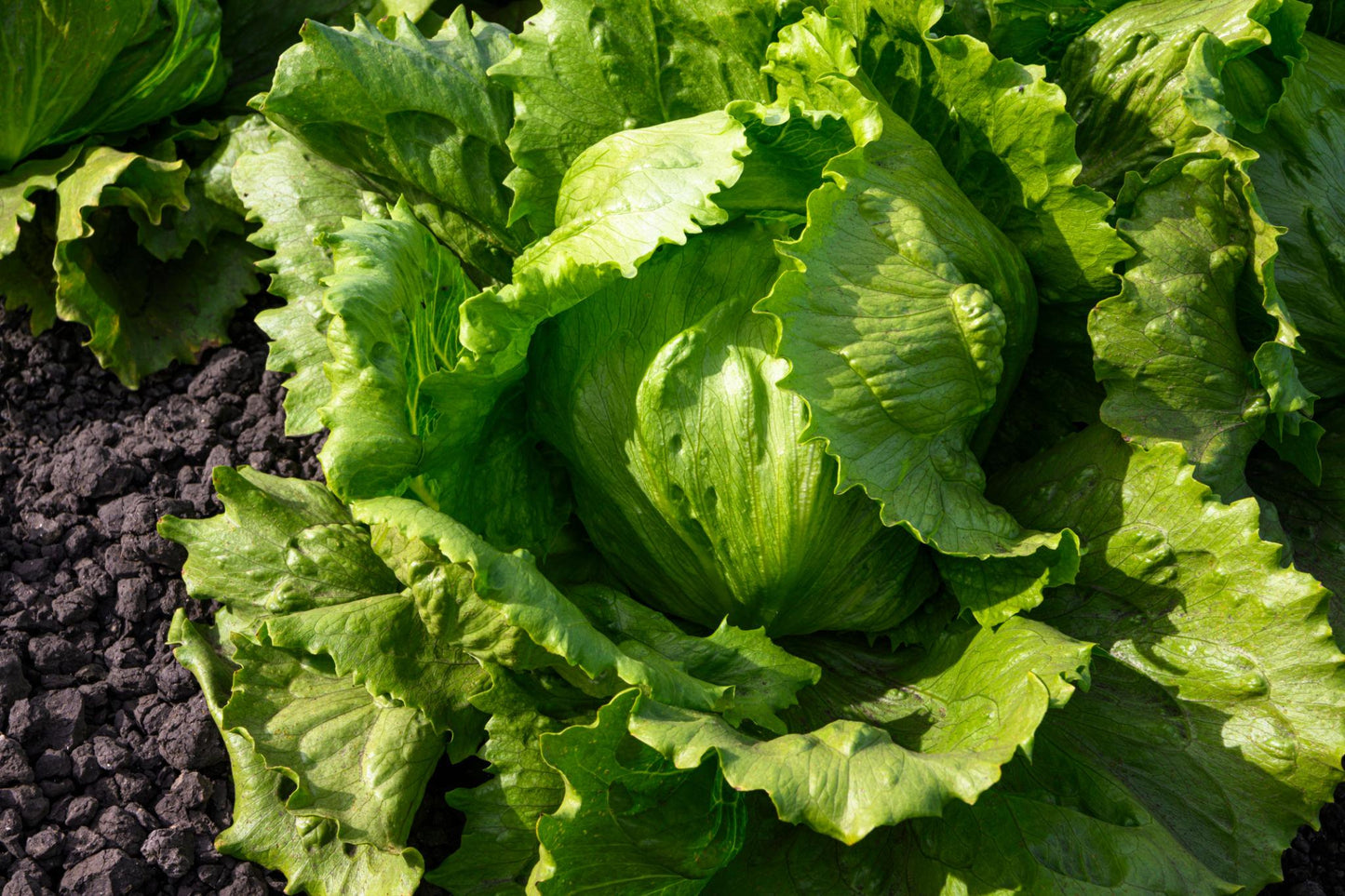 Atlas Crystal Crisp Lettuce Seeds – Premium Non-GMO Sweet Crunch Garden Salad Variety