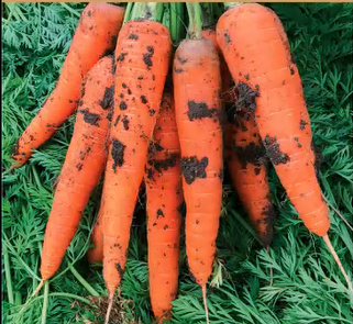 Survival Garden Kit 16 Variety Vegetable Seeds Grow Your Own Food