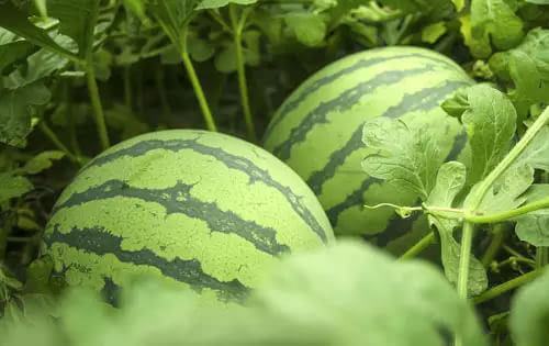 Dachuan No.6 Watermelon Seeds