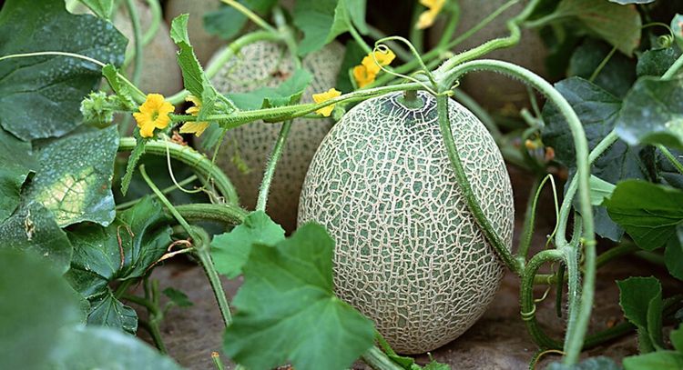 Dele 12 Sweet Melon Seeds