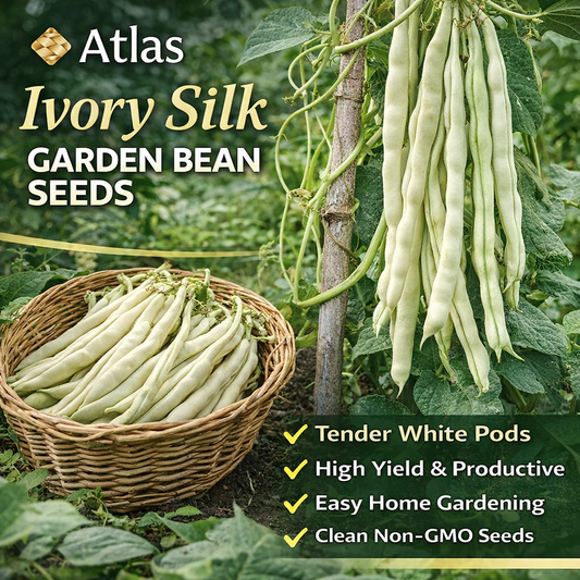 Ivory Silk GardenBeanS     HighYield Non-GMO 150 Seeds