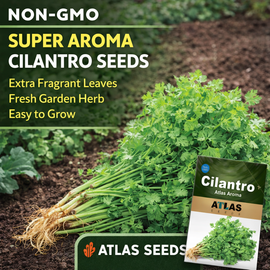 Cilantro Coriander Seeds 1000+ Non-GMO Fresh Herb Easy Grow