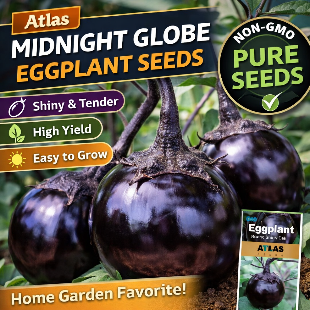 300+ Eggplant Seeds Black Round Heirloom Non-GMO Sweet Tender High Yield