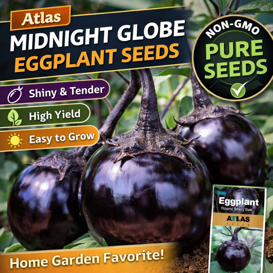 300+ Eggplant Seeds Black Round Heirloom Non-GMO Sweet Tender High Yield