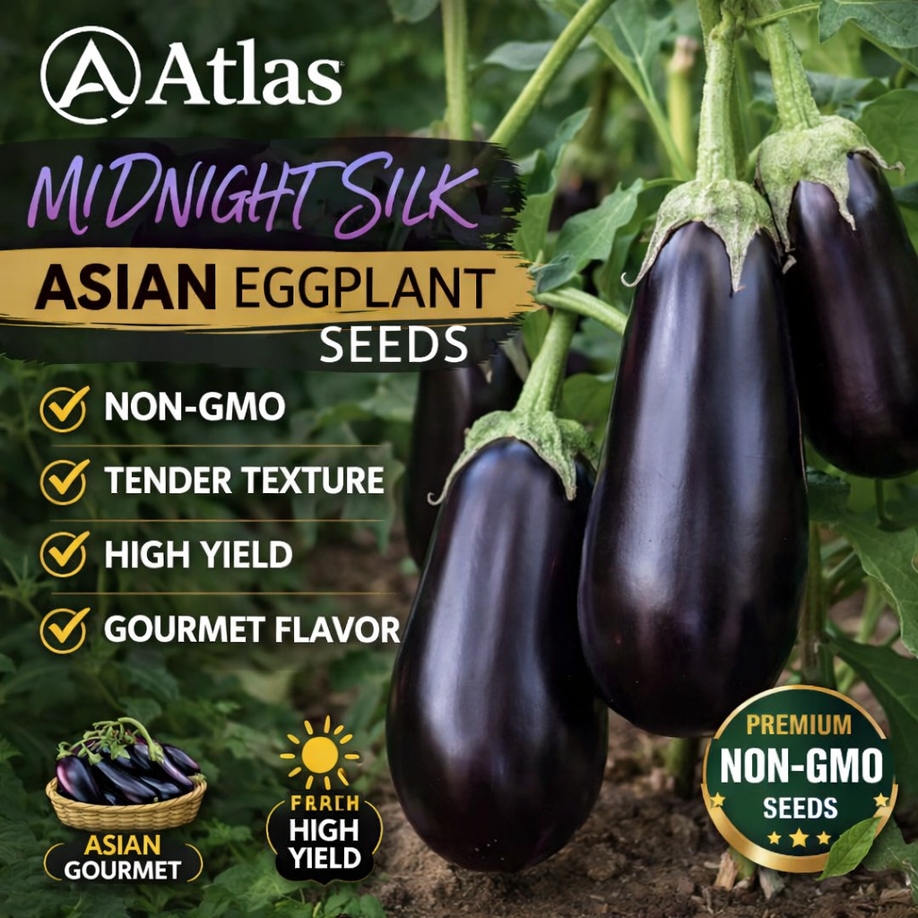 Atlas Midnight Silk Asian Eggplant Seeds – Premium Non-GMO Tender Garden Variety