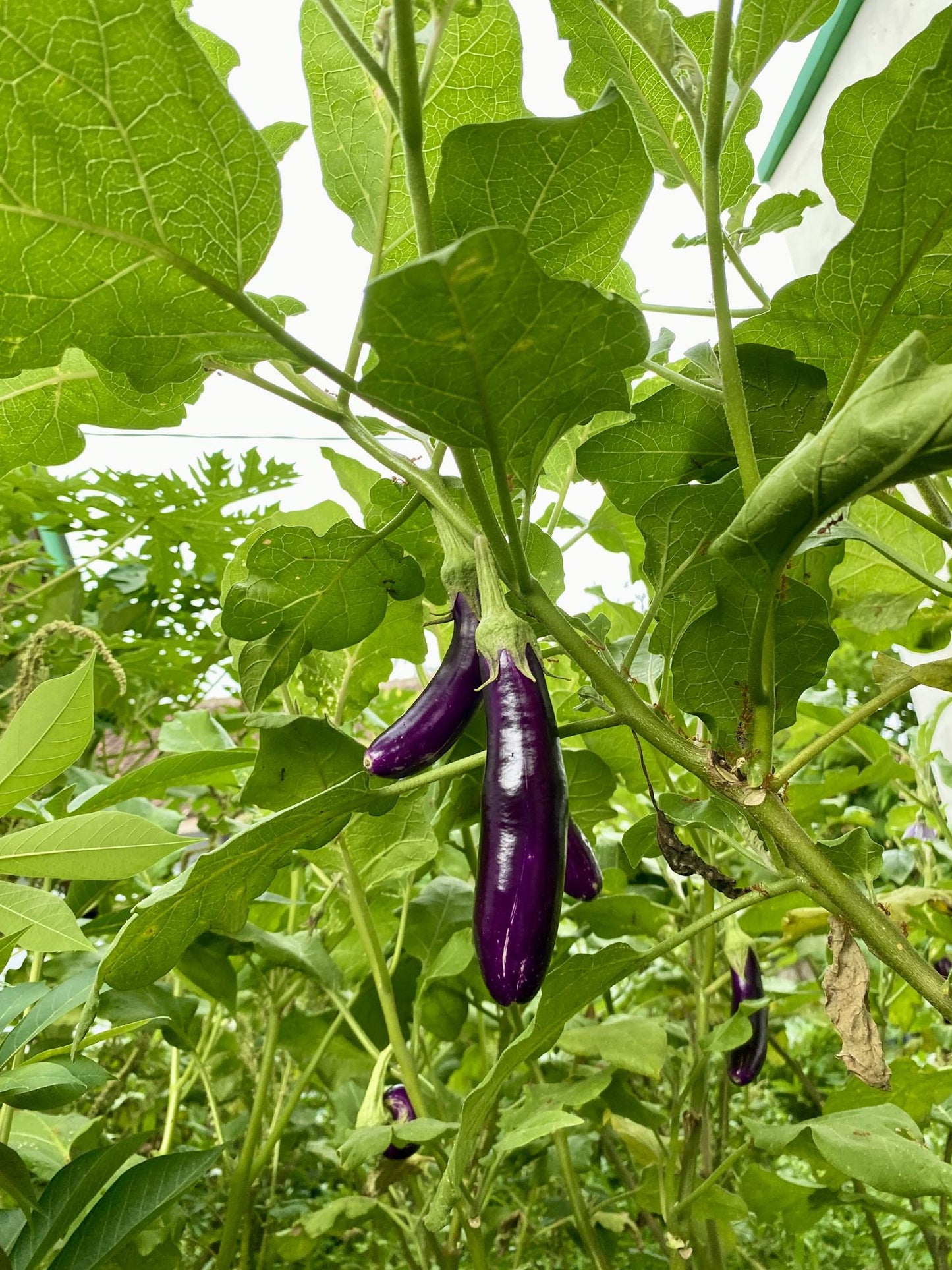 Atlas Midnight Silk Asian Eggplant Seeds – Premium Non-GMO Tender Garden Variety