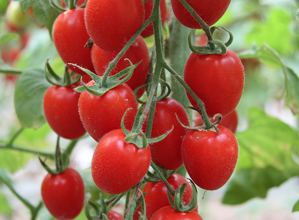 Hong Niu Red Cherry Tomato Seeds