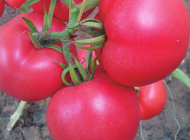 Huangjin No.6 Large Pink Tomato Seeds