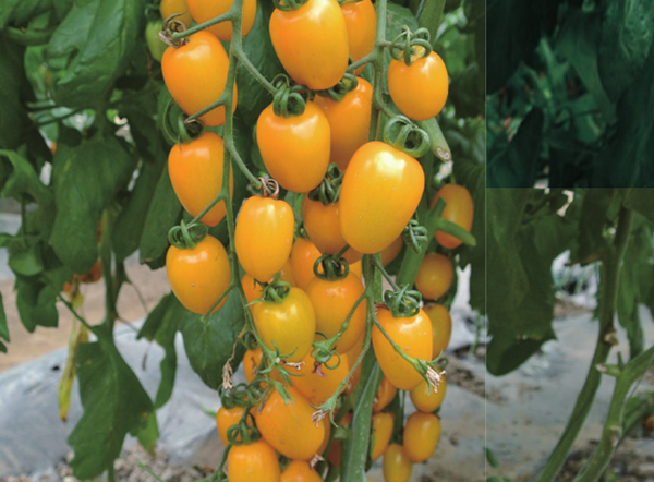 Huangmeiren Yellow Cherry Tomato Seeds